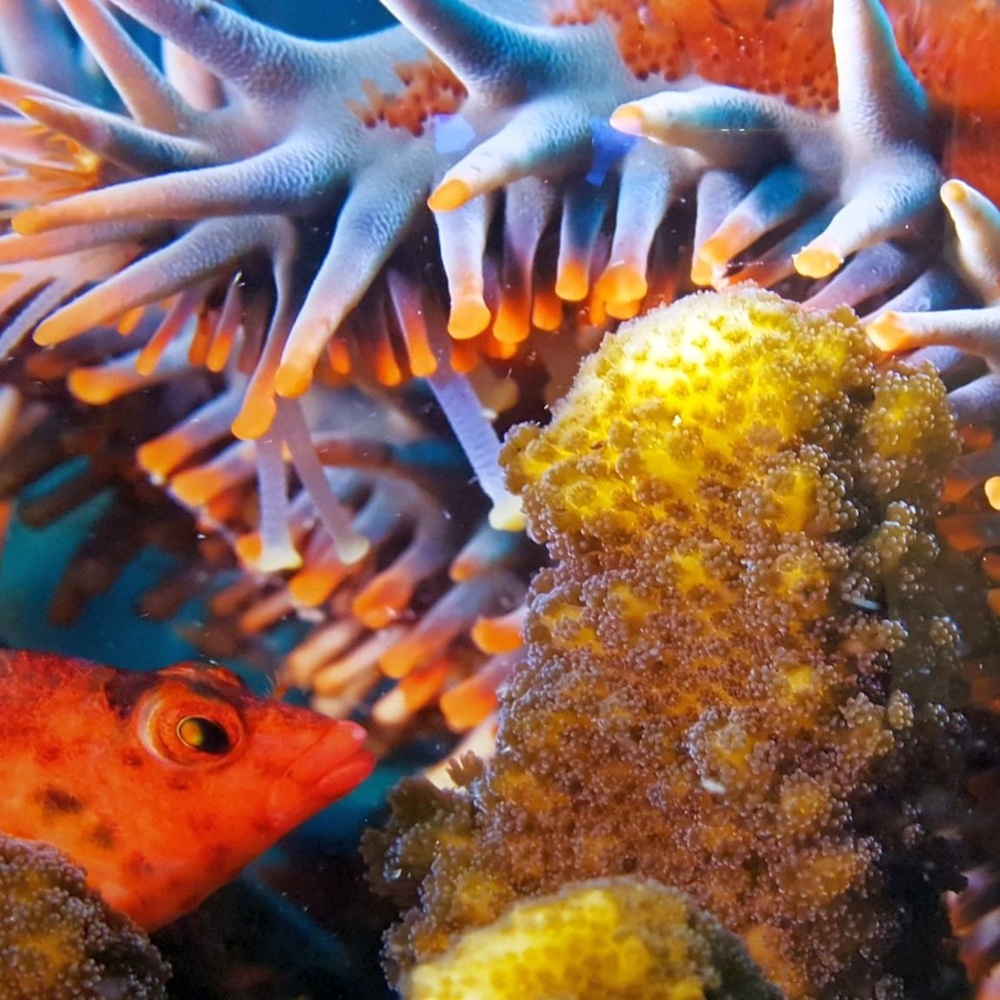 ORANGE FISH ~ 8" X 10" Photography